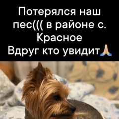 Подробнее об объявлении «Пропала собака кобель йорк Троицк» Фото: пропала собака Йоркширский терьер «Пропала собака кобель йорк Троицк» в г. Троицк