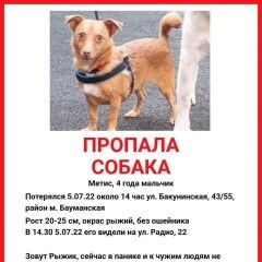 Подробнее об объявлении «Москва Пропала собака кобель» Фото: пропала собака  «Москва Пропала собака кобель» в г. Москва