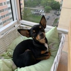 Подробнее об объявлении «Пропала собака помогите найти малышку Санкт-Петербург» Фото: пропала собака Той-терьер «Пропала собака помогите найти малышку...» в г. Санкт-Петербург