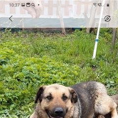 Подробнее об объявлении «Котельники Пропала собака кобель мальчик, крупных размеров.» Фото: пропала собака  «Котельники Пропала собака кобель мальчик,...» в г. Котельники