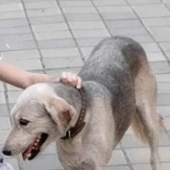 Подробнее об объявлении «Анапа Пропала собака ищем» Фото: пропала собака  «Анапа Пропала собака ищем» в г. Анапа