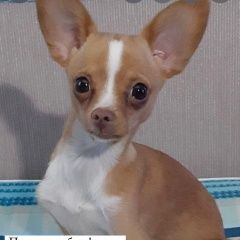 Подробнее об объявлении «Пропала собака кобель прошу. помощи. в поиски. Новороссийск» Фото: пропала собака Русский той-терьер «Пропала собака кобель прошу. помощи. в поиски....» в г. Новороссийск