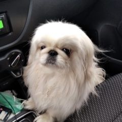 Подробнее об объявлении «Октябрьский (Московская обл.) Пропала собака пекинес» Фото: пропала собака Пекинес «Октябрьский (Московская обл.) Пропала собака...» в г. Октябрьский (Московская обл.)