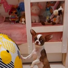 Подробнее об объявлении «Пропала собака кличка чапа Дмитров» Фото: пропала собака Чихуахуа «Пропала собака кличка чапа Дмитров» в г. Дмитров