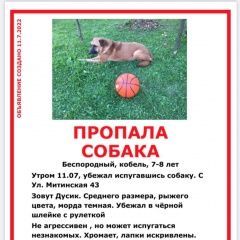 Подробнее об объявлении «Москва Пропала собака кобель помогите найти» Фото: пропала собака  «Москва Пропала собака кобель помогите найти» в г. Москва