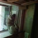 Подробнее об объявлении «Нарофоминск Пропала собака кобель» Фото: пропала собака  «Нарофоминск Пропала собака кобель» в г. Нарофоминск