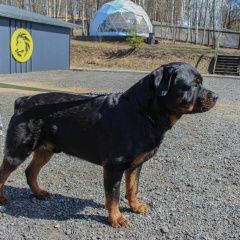 Подробнее об объявлении «Пропала собака кобель ротвейлер чёрный Санкт-Петербург» Фото: пропала собака  «Пропала собака кобель ротвейлер чёрный...» в г. Санкт-Петербург