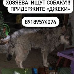 Подробнее об объявлении «Пропала собака помогите найти собаку джеки Новороссийск» Фото: пропала собака  «Пропала собака помогите найти собаку джеки...» в г. Новороссийск