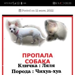 Подробнее об объявлении «Ставрополь Пропала собака помогите найти» Фото: пропала собака Чихуахуа «Ставрополь Пропала собака помогите найти» в г. Ставрополь