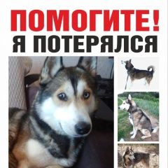 Подробнее об объявлении «Волгоград Пропала собака кобель хаски» Фото: пропала собака Сибирская хаски «Волгоград Пропала собака кобель хаски» в г. Волгоград