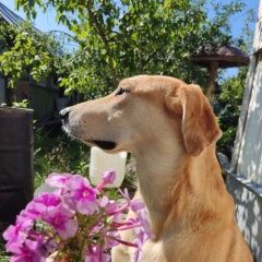 Подробнее об объявлении «Пропала собака убежала собака Санкт-Петербург» Фото: пропала собака Гончая «Пропала собака убежала собака Санкт-Петербург» в г. Санкт-Петербург