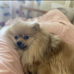 Подробнее об объявлении «Пропала собака кобель Дмитров» Фото: пропала собака Померанский шпиц «Пропала собака кобель Дмитров» в г. Дмитров