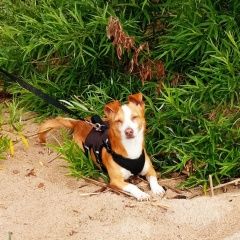 Подробнее об объявлении «Рыбинск Пропала собака рядом с деревней григорово» Фото: пропала собака  «Рыбинск Пропала собака рядом с деревней григорово» в г. Рыбинск