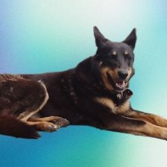 Подробнее об объявлении «Пропала собака чёрная с подпалинами и белой грудкой Санкт-Петербург» Фото: пропала собака  «Пропала собака чёрная с подпалинами и белой...» в г. Санкт-Петербург