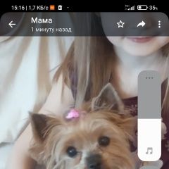Подробнее об объявлении «Вырица Пропала собака сука йорк» Фото: пропала собака  «Вырица Пропала собака сука йорк» в г. Вырица
