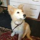 Подробнее об объявлении «Электроугли Пропала собака швейцарская овчарка» Фото: пропала собака  «Электроугли Пропала собака швейцарская овчарка» в г. Электроугли