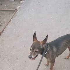 Подробнее об объявлении «Омск Пропала собака кобель» Фото: пропала собака  «Омск Пропала собака кобель» в г. Омск