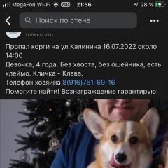 Подробнее об объявлении «Пропала собака корги пемброк, девочка Дубна» Фото: пропала собака Вельш корги «Пропала собака корги пемброк, девочка Дубна» в г. Дубна