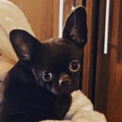 Подробнее об объявлении «Шахты Пропала собака кобель кабель породы чихуа хуа» Фото: пропала собака  «Шахты Пропала собака кобель кабель породы чихуа...» в г. Шахты