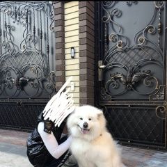 Подробнее об объявлении «Казань Пропала собака самоед» Фото: пропала собака Самоедская лайка «Казань Пропала собака самоед» в г. Казань