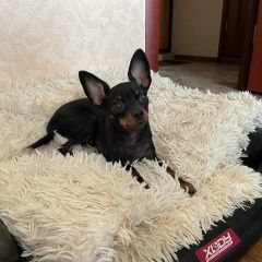 Подробнее об объявлении «Пропала собака рокси, той- терьер Высоковск» Фото: пропала собака Русский той-терьер «Пропала собака рокси, той- терьер Высоковск» в г. Высоковск