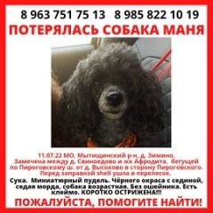 Подробнее об объявлении «Мытищи Пропала собака миниатюрный пудель» Фото: пропала собака Пудель «Мытищи Пропала собака миниатюрный пудель» в г. Мытищи