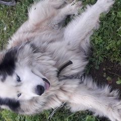 Подробнее об объявлении «Пропала собака кобель орудьево Дмитров» Фото: пропала собака Аляскинский маламут «Пропала собака кобель орудьево Дмитров» в г. Дмитров