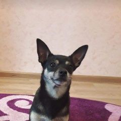 Подробнее об объявлении «Владивосток Пропала собака вдк, девочка той-терьер» Фото: пропала собака Той-терьер «Владивосток Пропала собака вдк, девочка той-терьер» в г. Владивосток