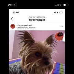 Подробнее об объявлении «Пропала собака кобель йорк кличка нильс Севастополь» Фото: пропала собака  «Пропала собака кобель йорк кличка нильс...» в г. Севастополь
