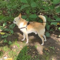 Подробнее об объявлении «Пропала собака кобель Санкт-Петербург» Фото: пропала собака  «Пропала собака кобель Санкт-Петербург» в г. Санкт-Петербург