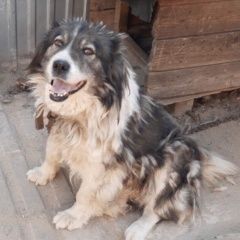 Подробнее об объявлении «Казань Пропала собака» Фото: пропала собака Среднеазиатская овчарка «Казань Пропала собака» в г. Казань