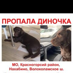 Подробнее об объявлении «Пропала собака https://t.me/dina_help Красногорск» Фото: пропала собака  «Пропала собака https://t.me/dina_help Красногорск» в г. Красногорск