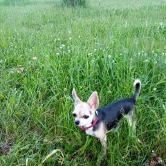 Подробнее об объявлении «Пропала собака собачка Санкт-Петербург» Фото: пропала собака Чихуахуа «Пропала собака собачка Санкт-Петербург» в г. Санкт-Петербург