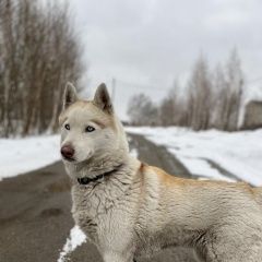 Подробнее об объявлении «Пропала собака Томск» Фото: пропала собака Сибирская хаски «Пропала собака Томск» в г. Томск