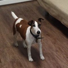 Подробнее об объявлении «Пропала собака Санкт-Петербург» Фото: пропала собака Фокстерьер «Пропала собака Санкт-Петербург» в г. Санкт-Петербург