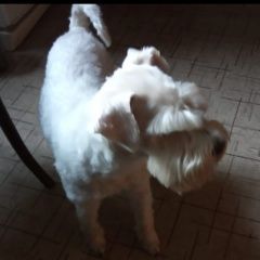 Подробнее об объявлении «Купавна Пропала собака кобель» Фото: пропала собака Цвергшнауцер «Купавна Пропала собака кобель» в г. Купавна