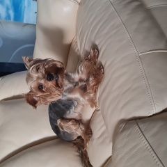 Подробнее об объявлении «Пропала собака, фенечка Санкт-Петербург» Фото: пропала собака Йоркширский терьер «Пропала собака, фенечка Санкт-Петербург» в г. Санкт-Петербург