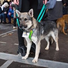 Подробнее об объявлении «Пропала собака кобель убежал на прогулке Зеленоград» Фото: пропала собака  «Пропала собака кобель убежал на прогулке...» в г. Зеленоград