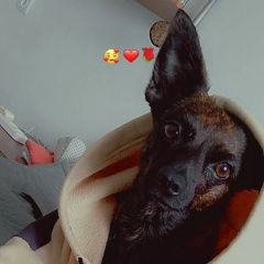 Подробнее об объявлении «Ачинск Пропала собака» Фото: пропала собака  «Ачинск Пропала собака» в г. Ачинск