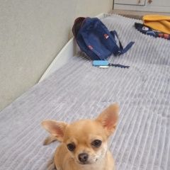 Подробнее об объявлении «Омск Пропала собака потерялась собака в сосновке 8 чихуахуа» Фото: пропала собака Чихуахуа «Омск Пропала собака потерялась собака в...» в г. Омск