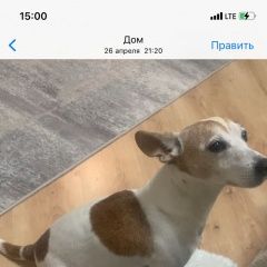 Подробнее об объявлении «Москва Пропала собака кобель, джек-рассел терьер» Фото: пропала собака Джек рассел терьер «Москва Пропала собака кобель, джек-рассел терьер» в г. Москва