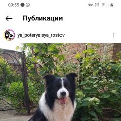 Подробнее об объявлении «Пропала собака кобель пёс, окрас черно-белый, кличка д, Ростов-на-Дону» Фото: пропала собака Бордер колли «Пропала собака кобель пёс, окрас черно-белый,...» в г. Ростов-на-Дону