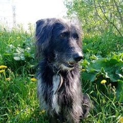 Подробнее об объявлении «Орск Пропала собака кобель трасса красночабан» Фото: пропала собака  «Орск Пропала собака кобель трасса красночабан» в г. Орск