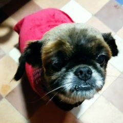 Подробнее об объявлении «Геленджик Пропала собака кобель пекинес» Фото: пропала собака Пекинес «Геленджик Пропала собака кобель пекинес» в г. Геленджик