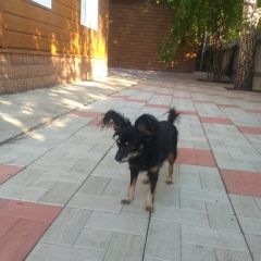 Подробнее об объявлении «Омск Пропала собака» Фото: пропала собака Русский той-терьер «Омск Пропала собака» в г. Омск