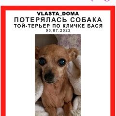 Картинка пропала собака В городе Московский потеряна собачушка. Московский