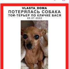 Подробнее об объявлении «Пропала собака помогите найти Московский» Фото: пропала собака Той-терьер «Пропала собака помогите найти Московский» в г. Московский