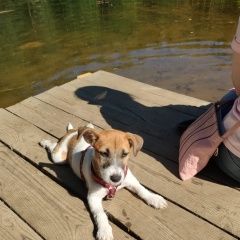 Подробнее об объявлении «Приозерск Пропала собака» Фото: пропала собака Джек рассел терьер «Приозерск Пропала собака» в г. Приозерск