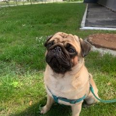 Подробнее об объявлении «Омск Пропала собака кобель» Фото: пропала собака Мопс «Омск Пропала собака кобель» в г. Омск