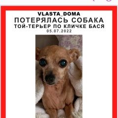 Подробнее об объявлении «Москва Пропала собака» Фото: пропала собака  «Москва Пропала собака» в г. Москва